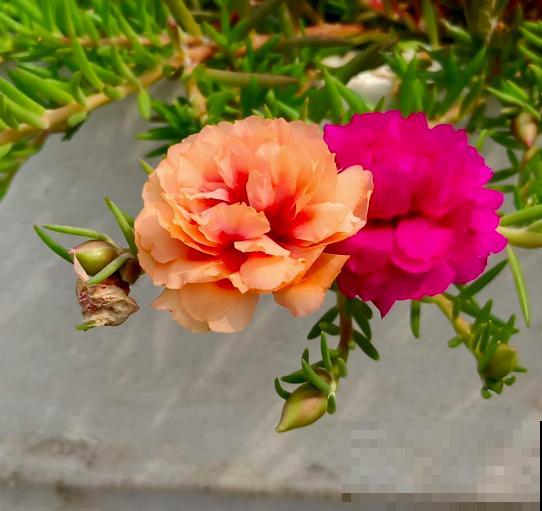 10种花,就适合懒人养,新手必选一盆 10种花,就适合懒人养,新手必选一盆