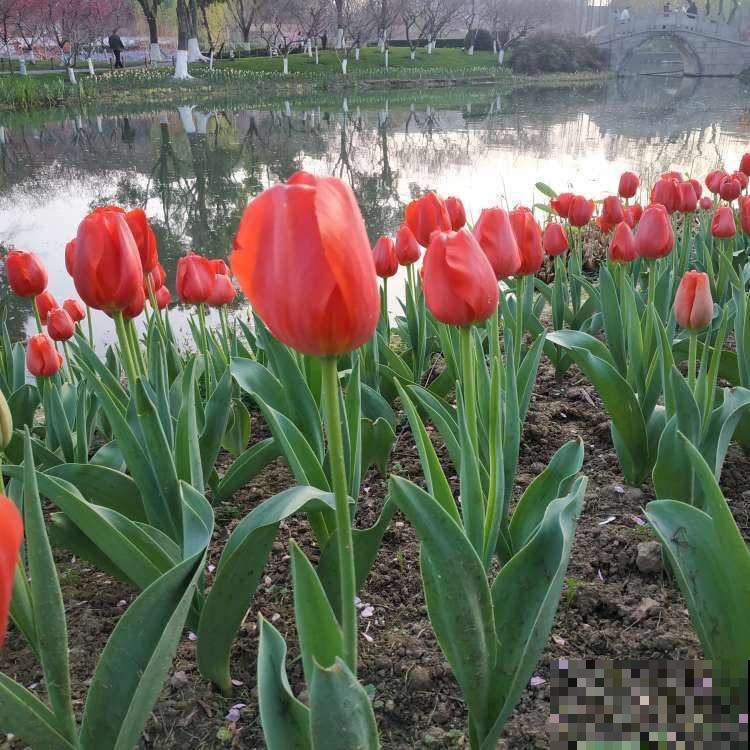 春天第一波开爆盆的花，就养这4种，皮实好养开花多