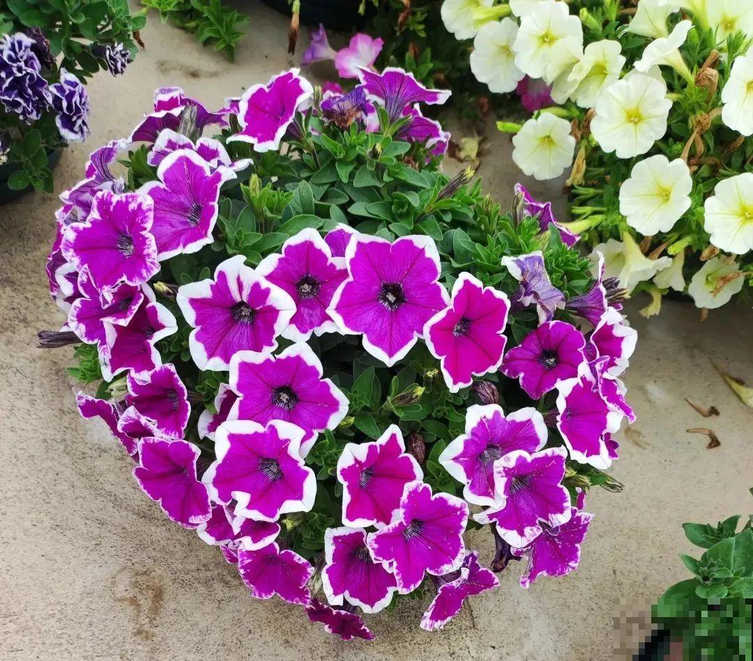 养盆矮牵牛,狠心剪几刀,轻松爆开满盆花,小阳台最爱! 养盆矮牵牛,狠心剪几刀,轻松爆开满盆花,小阳台最爱!