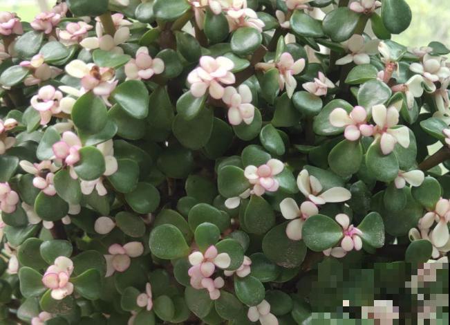 金枝玉叶生虫了别扔，学会这4步，轻松处理