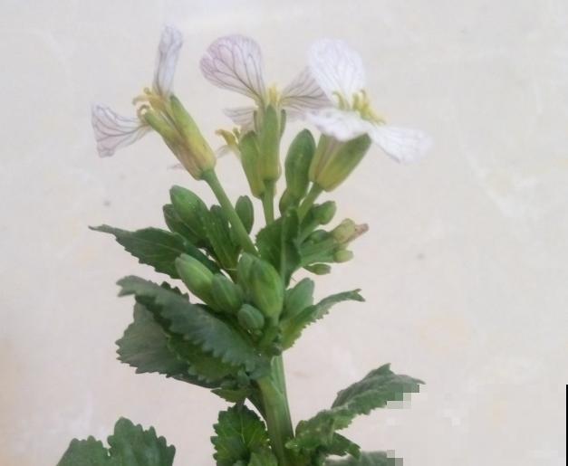 白萝卜种植方法很简单,学会这5步,轻松种植 白萝卜种植方法很简单,学会这5步,轻松种植