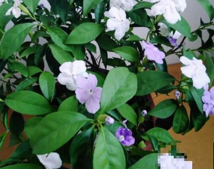 双色茉莉花在室内养殖，记住这4点，花苞蹭蹭冒
