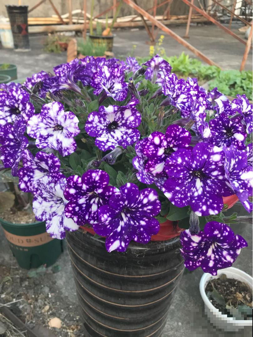 春天第一波开爆盆的花，就养这4种，皮实好养开花多