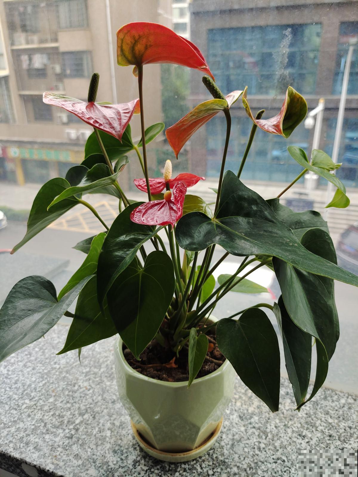 新手小白养红掌,4件事不要着急做,否则到头来竹篮打水一场空 新手小白养红掌,4件事不要着急做,否则到头来竹篮打水一场空