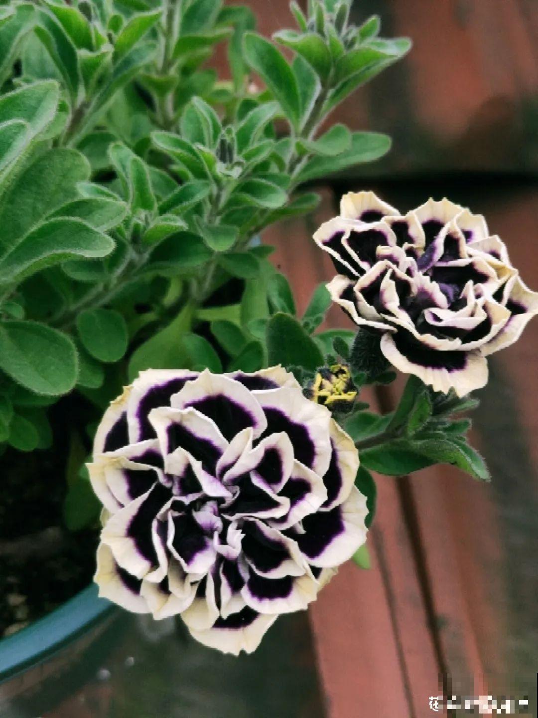 养盆矮牵牛,狠心剪几刀,轻松爆开满盆花,小阳台最爱! 养盆矮牵牛,狠心剪几刀,轻松爆开满盆花,小阳台最爱!