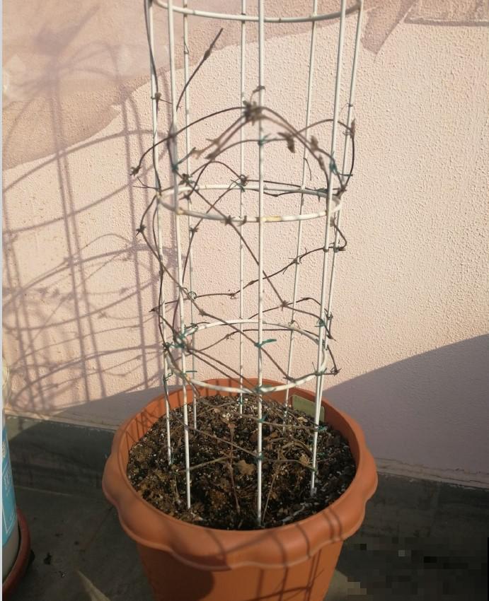 花园三剑客也要换盆,越冷长得越旺,明年呼呼开花 花园三剑客也要换盆,越冷长得越旺,明年呼呼开花