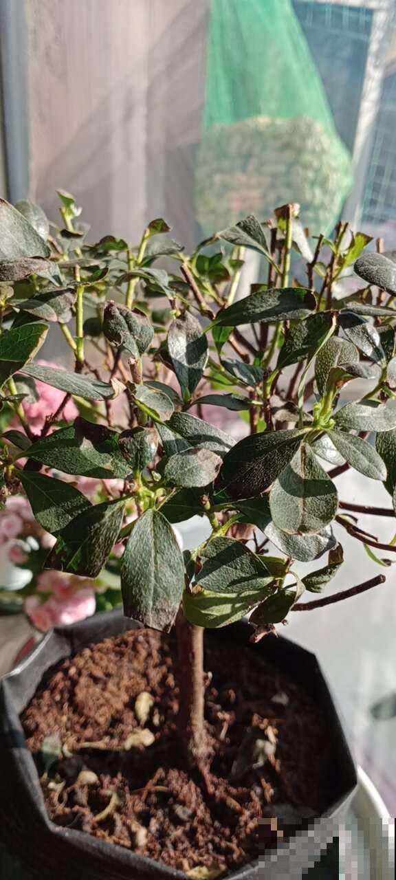 春天谨慎入手的“坑人花”,买一次后悔一年,白花钱还难养 春天谨慎入手的“坑人花”,买一次后悔一年,白花钱还难养