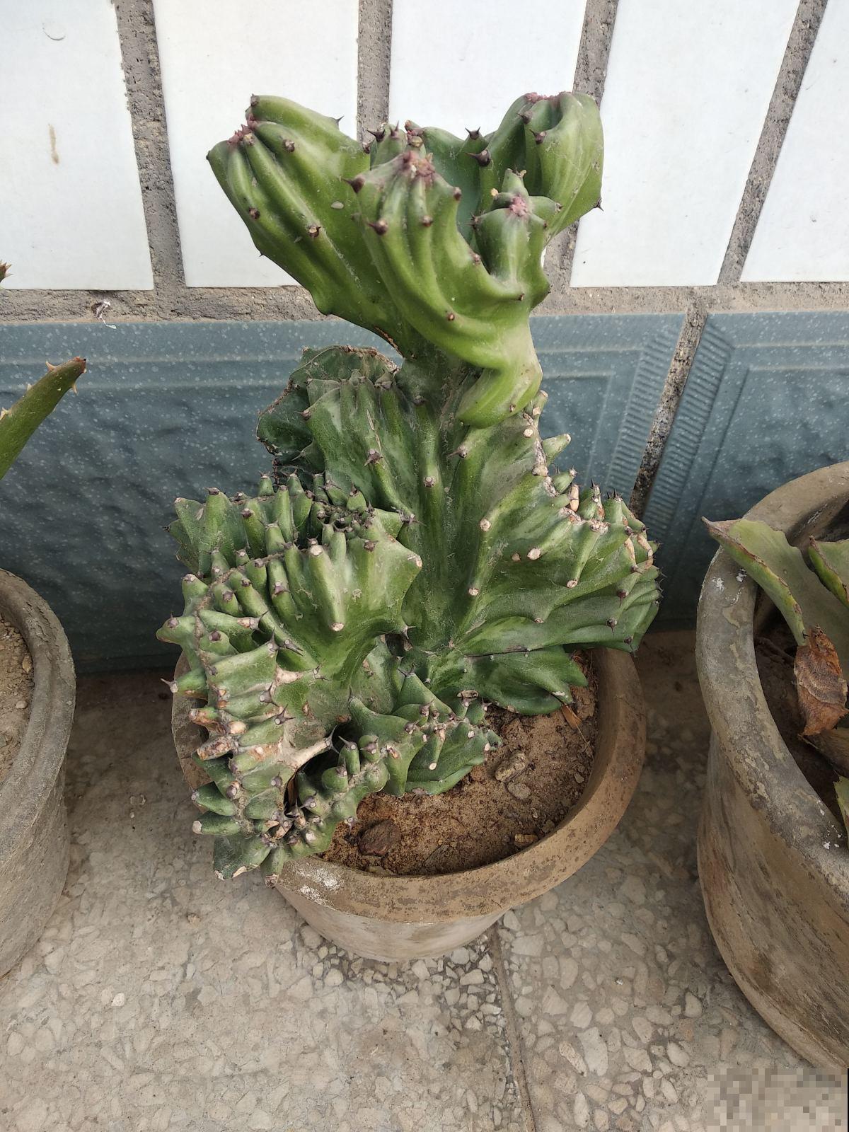 家里必备的3种“镇宅植物”,霸气外露,震慑力杠杠的 家里必备的3种“镇宅植物”,霸气外露,震慑力杠杠的