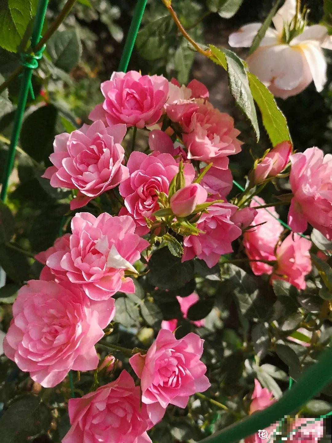 小阳台的开花机器,花期能达大半年,月月爆开不歇气,真香! 小阳台的开花机器,花期能达大半年,月月爆开不歇气,真香!