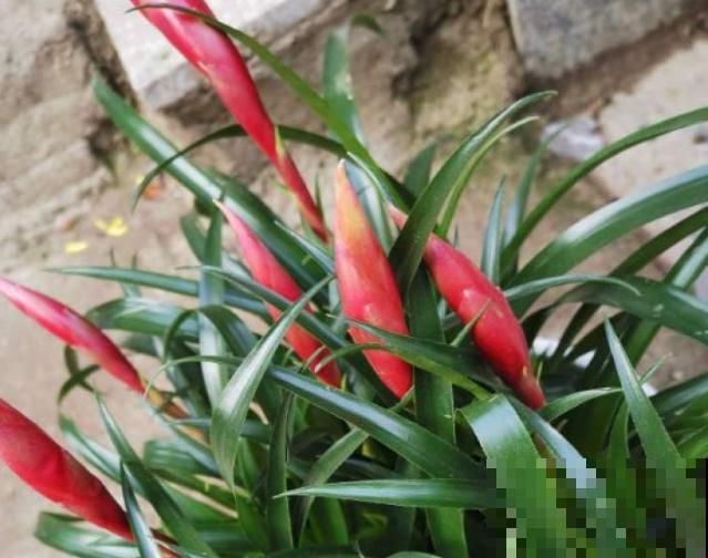 招财手小辣椒养殖简单，记住这5点，长势旺盛