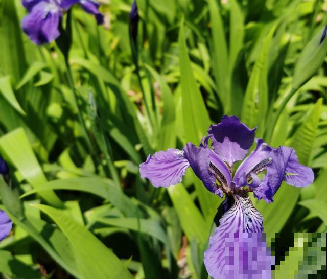 草坪花卉有很多，这5种很常见，开花超美