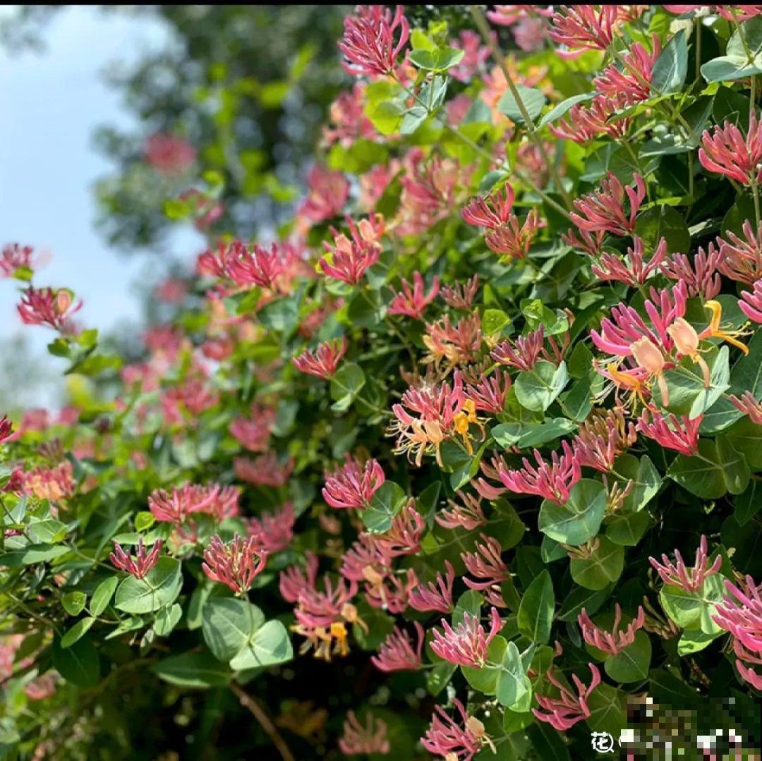 家里养盆新型品种金银花，下个月开出三色花瀑布，满院子飘香