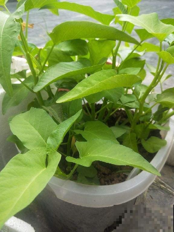 初春在家种点菜，20天收一茬，在阳台上就能种