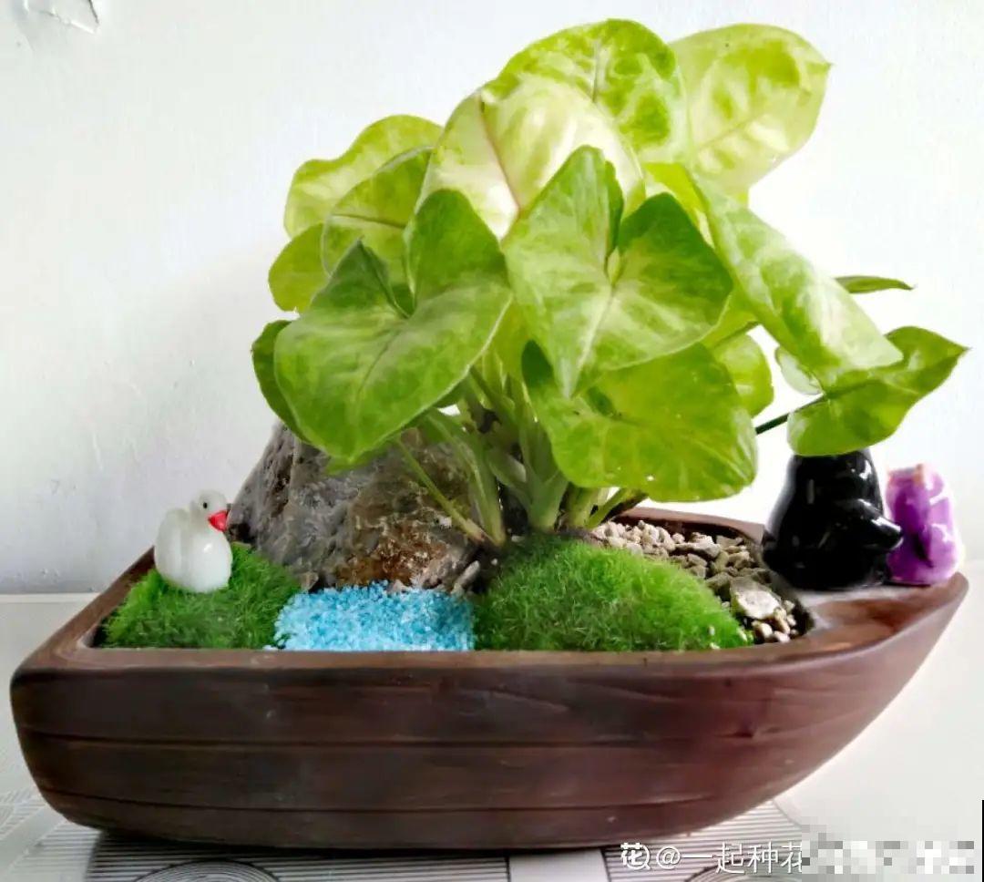 “香花卧室放，花旺人不旺”，老祖宗的良言，大有道理！