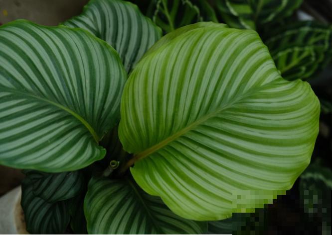 家里光照不好，就养青苹果竹芋，耐阴好养容易爆盆