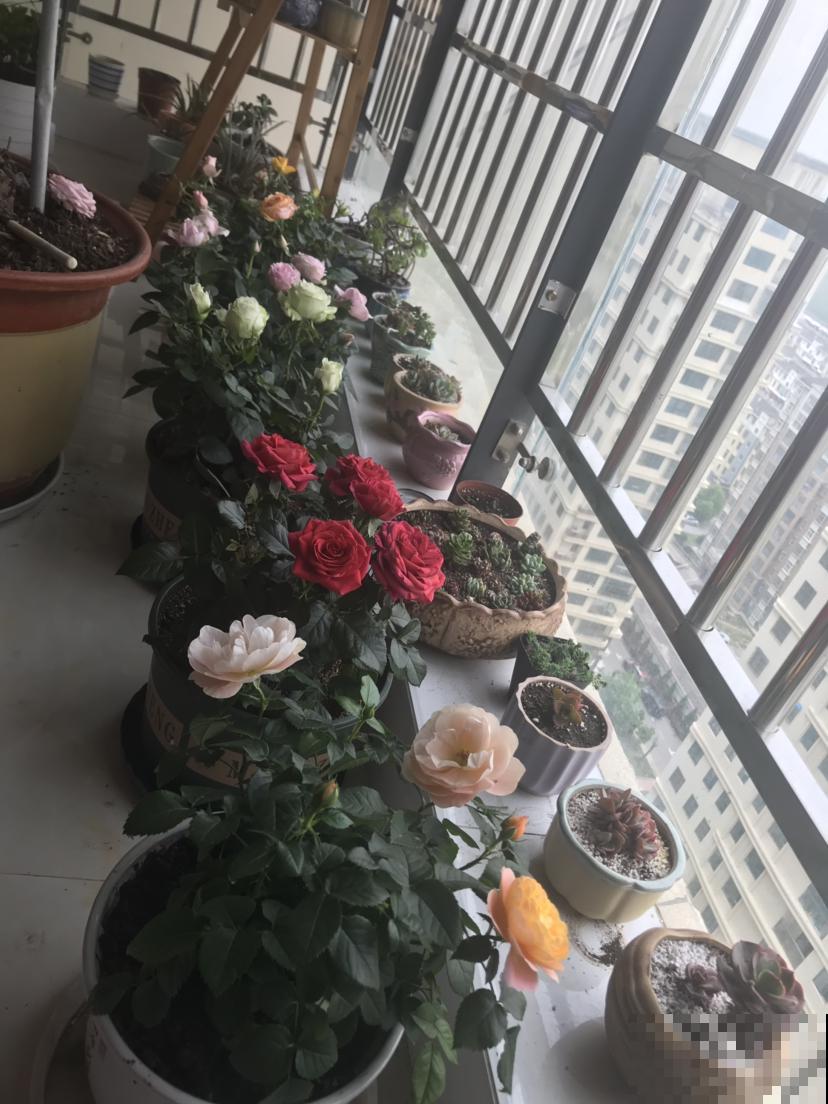 过年买花,可别当那“冤大头”,4个坑千万别踩 过年买花,可别当那“冤大头”,4个坑千万别踩