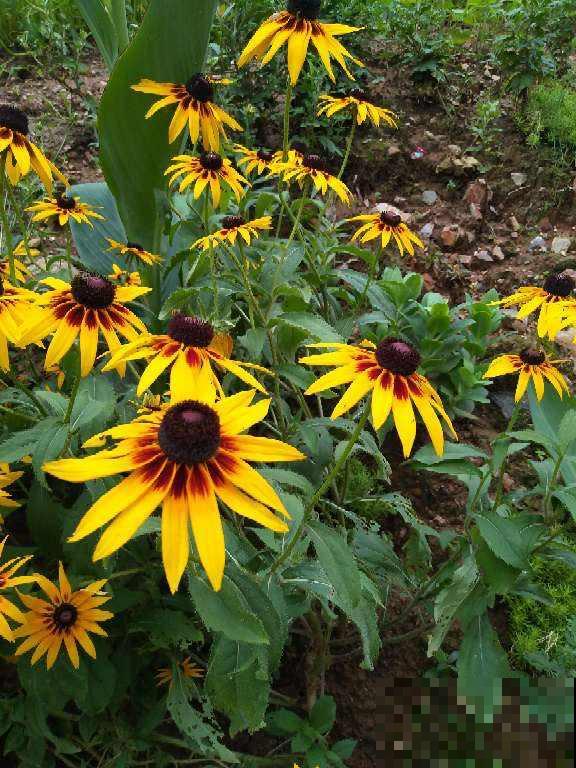 春天种菊花，种类多的数不清，随便浇水就爆盆