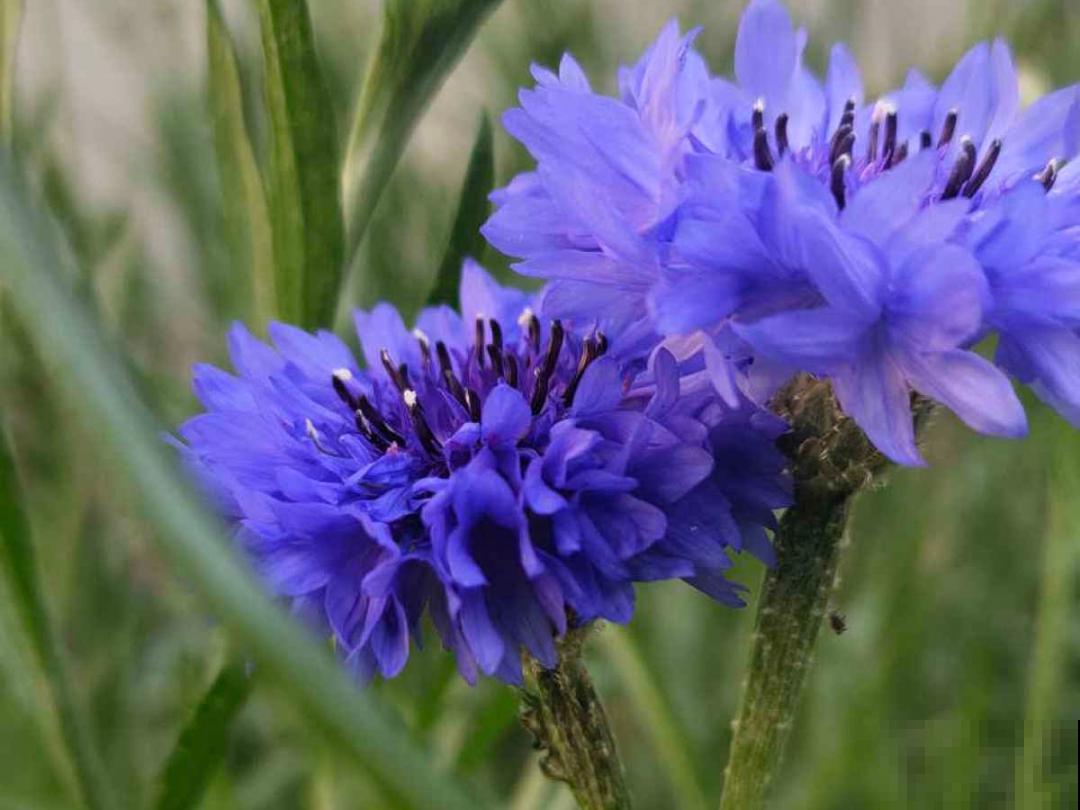 50种花春天播种,长满小院子,能开一整年 50种花春天播种,长满小院子,能开一整年