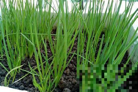 在家就能种的蔬菜,10天就能窜一节,20天做成美味佳肴 在家就能种的蔬菜,10天就能窜一节,20天做成美味佳肴