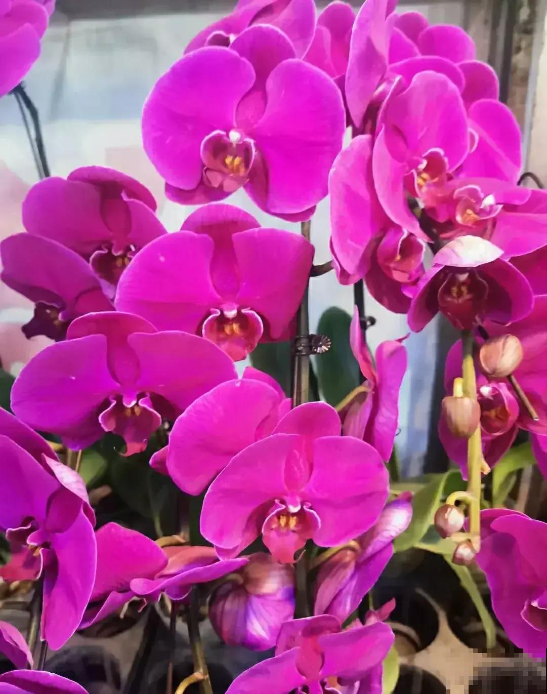 过年最畅销的年宵花,这三种花必入,现在买正合适 过年最畅销的年宵花,这三种花必入,现在买正合适