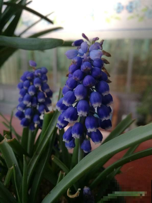 适合短时间养殖的4种花，再心疼开败了也要扔