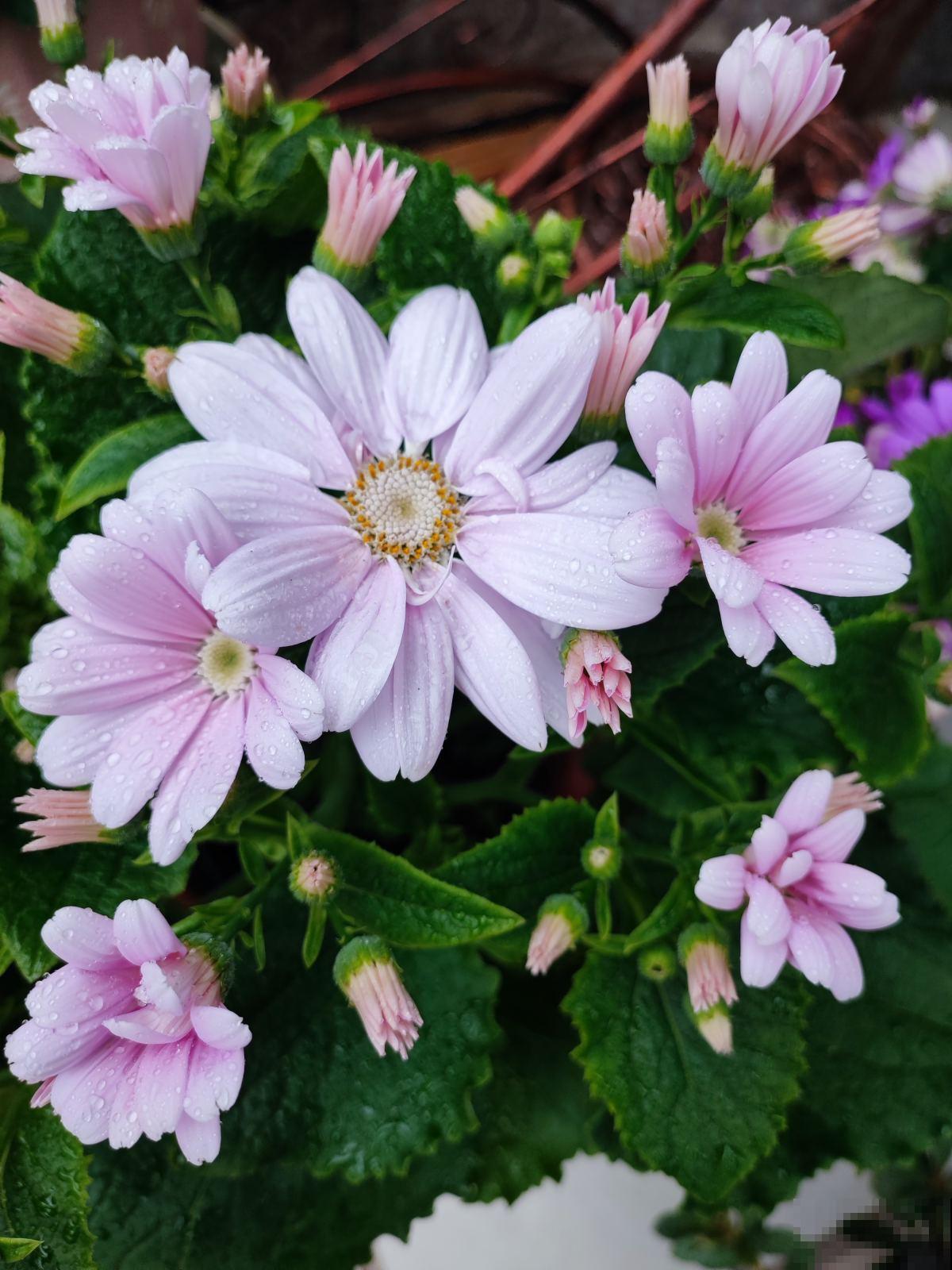 4种“一次性”花,开完了就扔,很难再养活 4种“一次性”花,开完了就扔,很难再养活