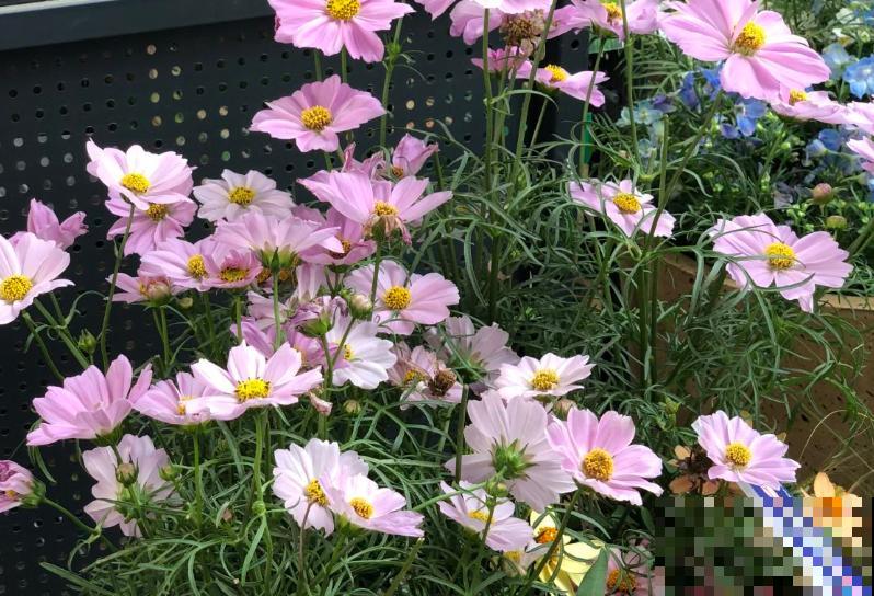 这5种植物，一周就能发芽，喜欢的快来养