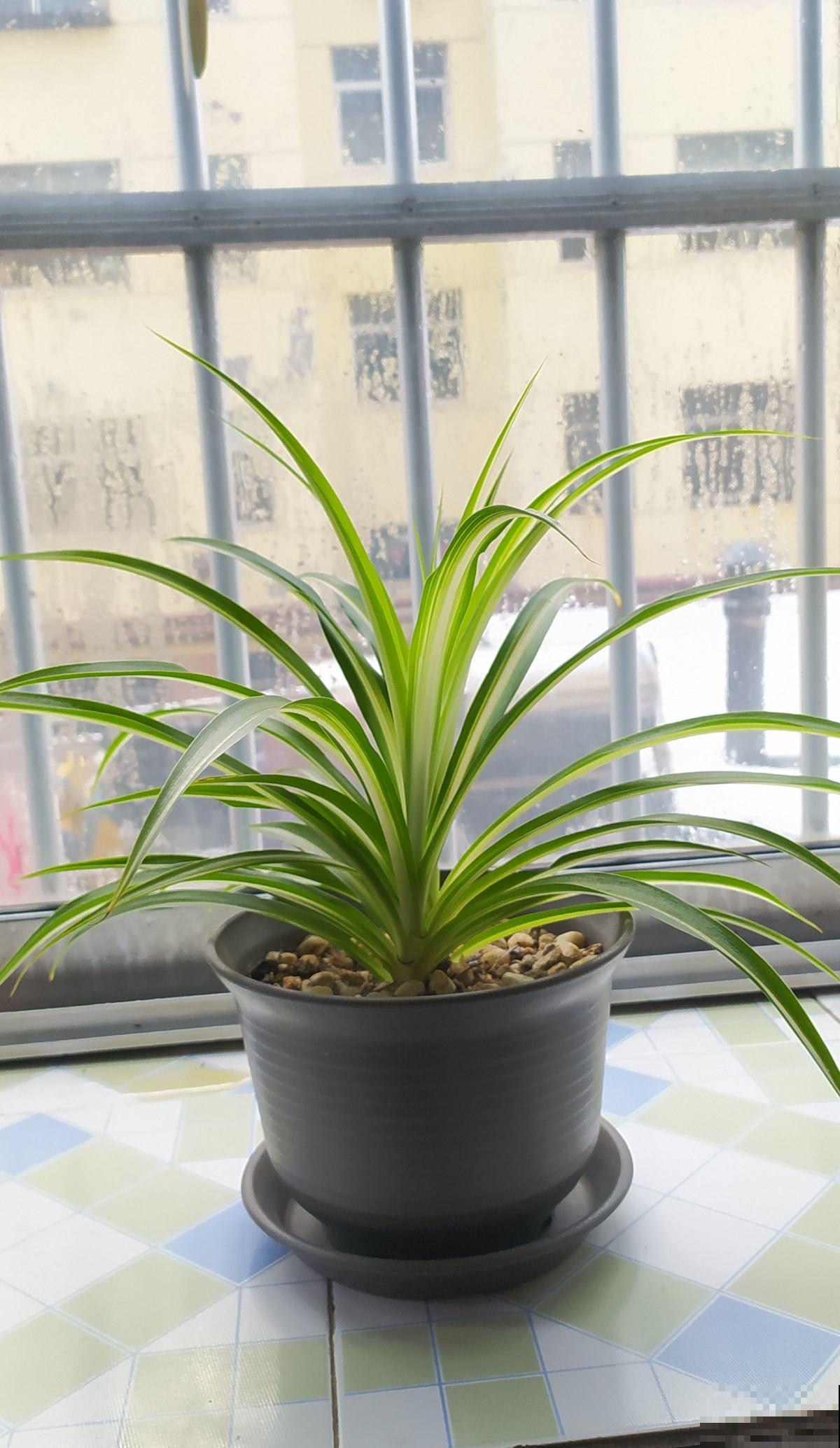 6种花是“醋坛子”，两个星期一杯醋，叶子油绿花开爆