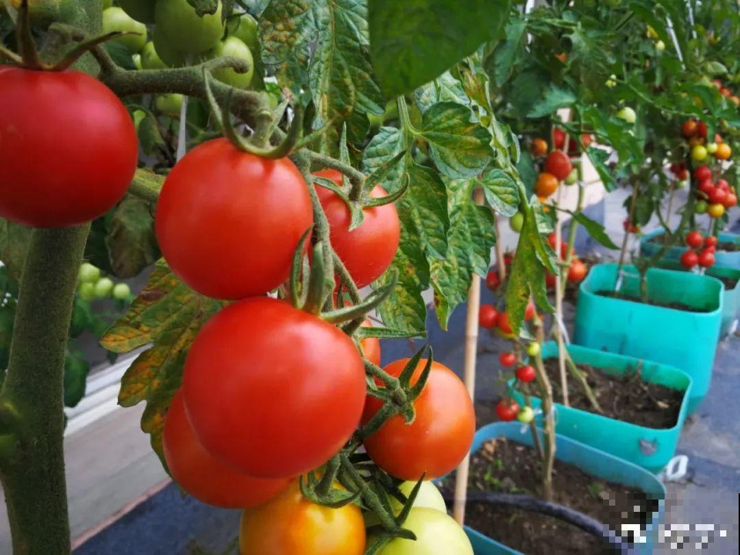 家里养盆圣女果,酸甜可口随意吃,新手也能养爆盆! 家里养盆圣女果,酸甜可口随意吃,新手也能养爆盆!