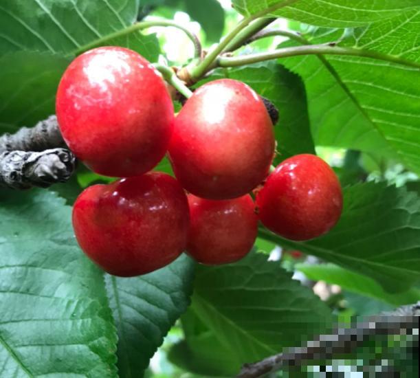 樱桃盆栽，记住这4点，养护很简单