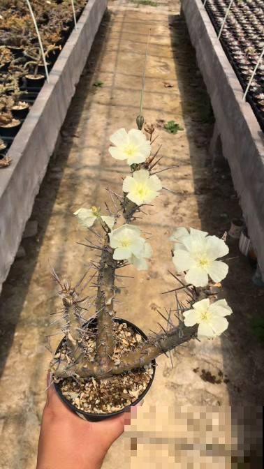 家里必备的3种“镇宅植物”,霸气外露,震慑力杠杠的 家里必备的3种“镇宅植物”,霸气外露,震慑力杠杠的