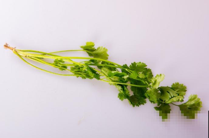 冒芽的香菜节节高，第二天全倒伏，究竟为啥？