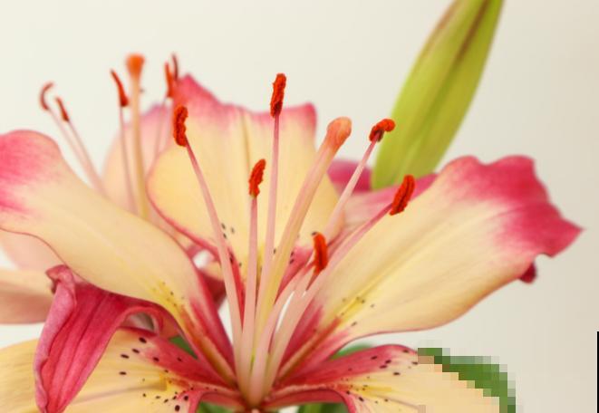 纪念日买花太贵，快来种植这4种花卉，好看还有意义