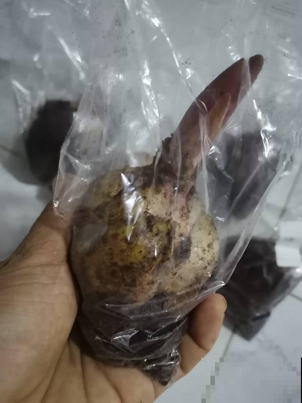 在家养2种花真赚钱,一年能生3麻袋小崽,拿去卖钱还能赚一笔 在家养2种花真赚钱,一年能生3麻袋小崽,拿去卖钱还能赚一笔