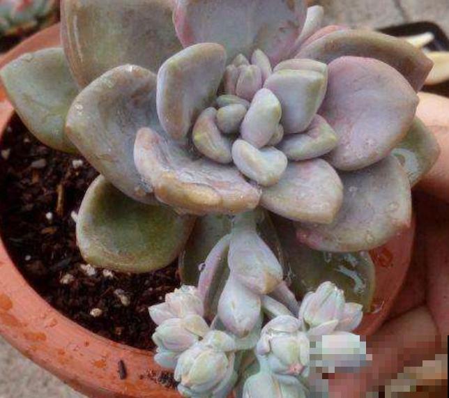 养殖紫乐要想长得好,记住这5点,轻松长出好状态 养殖紫乐要想长得好,记住这5点,轻松长出好状态