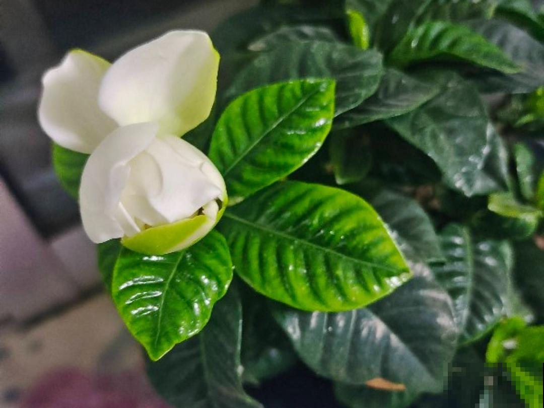 3个症状，说明花缺肥了，赶快补上，下个月大爆花