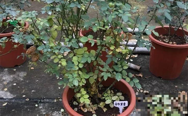 花园三剑客也要换盆,越冷长得越旺,明年呼呼开花 花园三剑客也要换盆,越冷长得越旺,明年呼呼开花