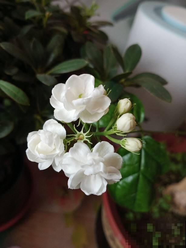 春天注意“倒春寒”，5种漂亮花，清明节没过不能搬到室外