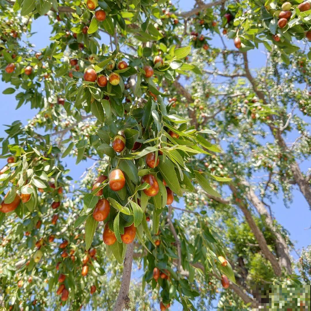 家里种棵果树，寓意好，营养高，还有多子多福好兆头