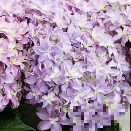 6种漂亮花，惊蛰之后疯狂长个，一个月就爆盆