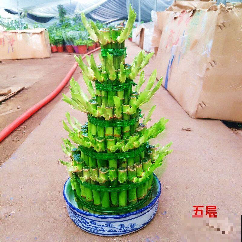 造型奇特的“竹塔富贵竹”，养家里富贵好兆头，有格调的人都喜欢