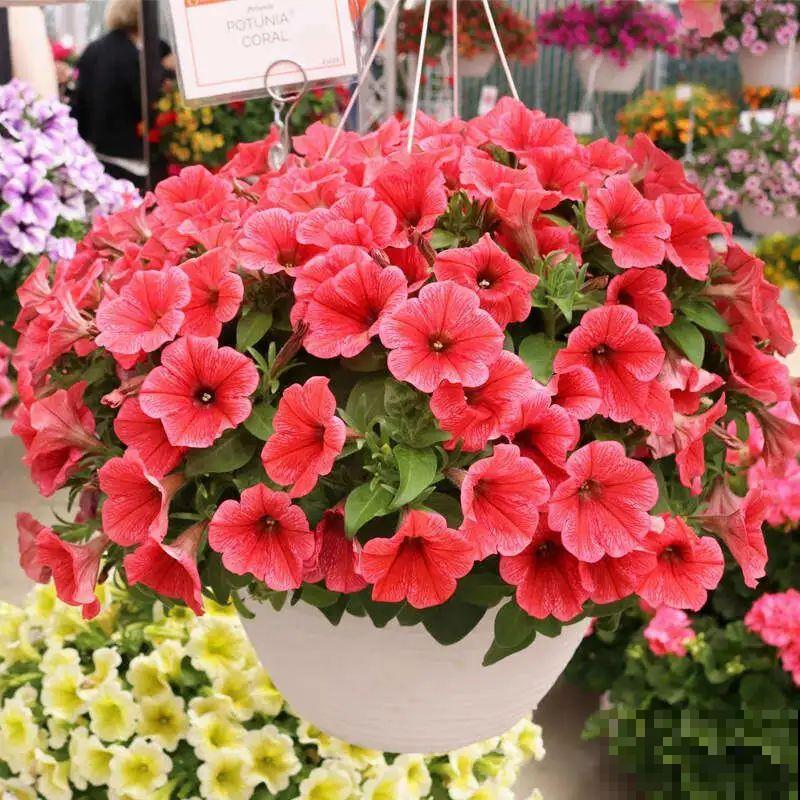 养盆矮牵牛,狠心剪几刀,轻松爆开满盆花,小阳台最爱! 养盆矮牵牛,狠心剪几刀,轻松爆开满盆花,小阳台最爱!