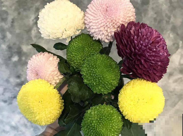 长相神似“乒乓球”的乒乓菊，这样扦插，成活率超高