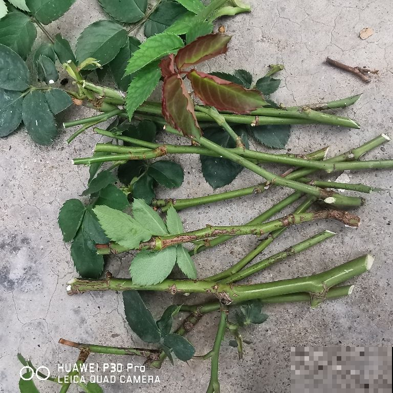 扦插一直不生根，1张卫生纸就搞定，呼呼冒出“狗牙根”