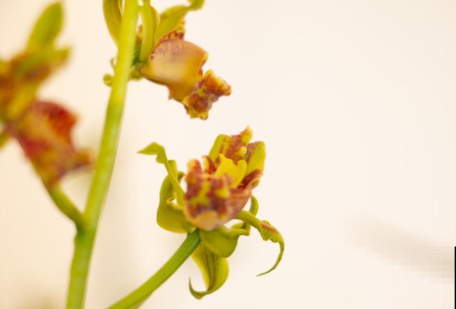 家里养殖的兰花不能随便送人，主要是兰花娇气，换环境影响生长