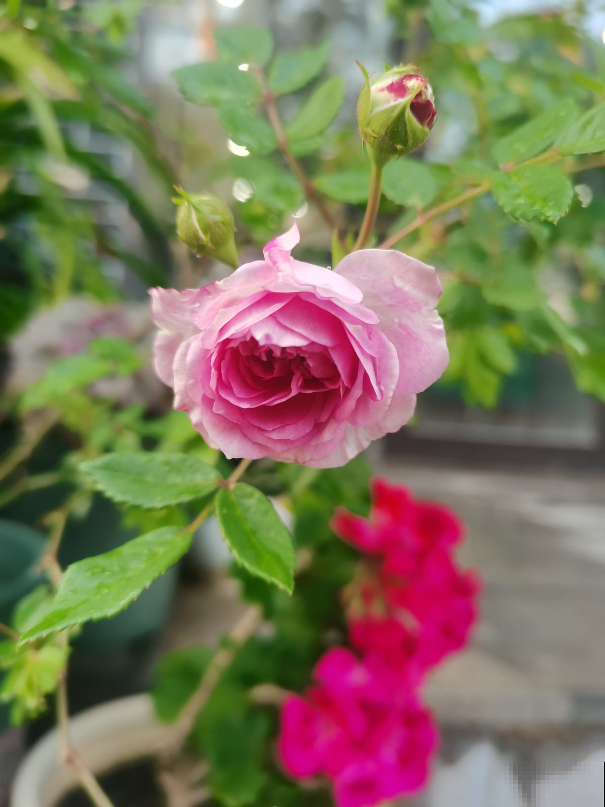 月季新芽呼呼冒,土边埋层鱼肥肠,花一茬接一茬,开不停 月季新芽呼呼冒,土边埋层鱼肥肠,花一茬接一茬,开不停