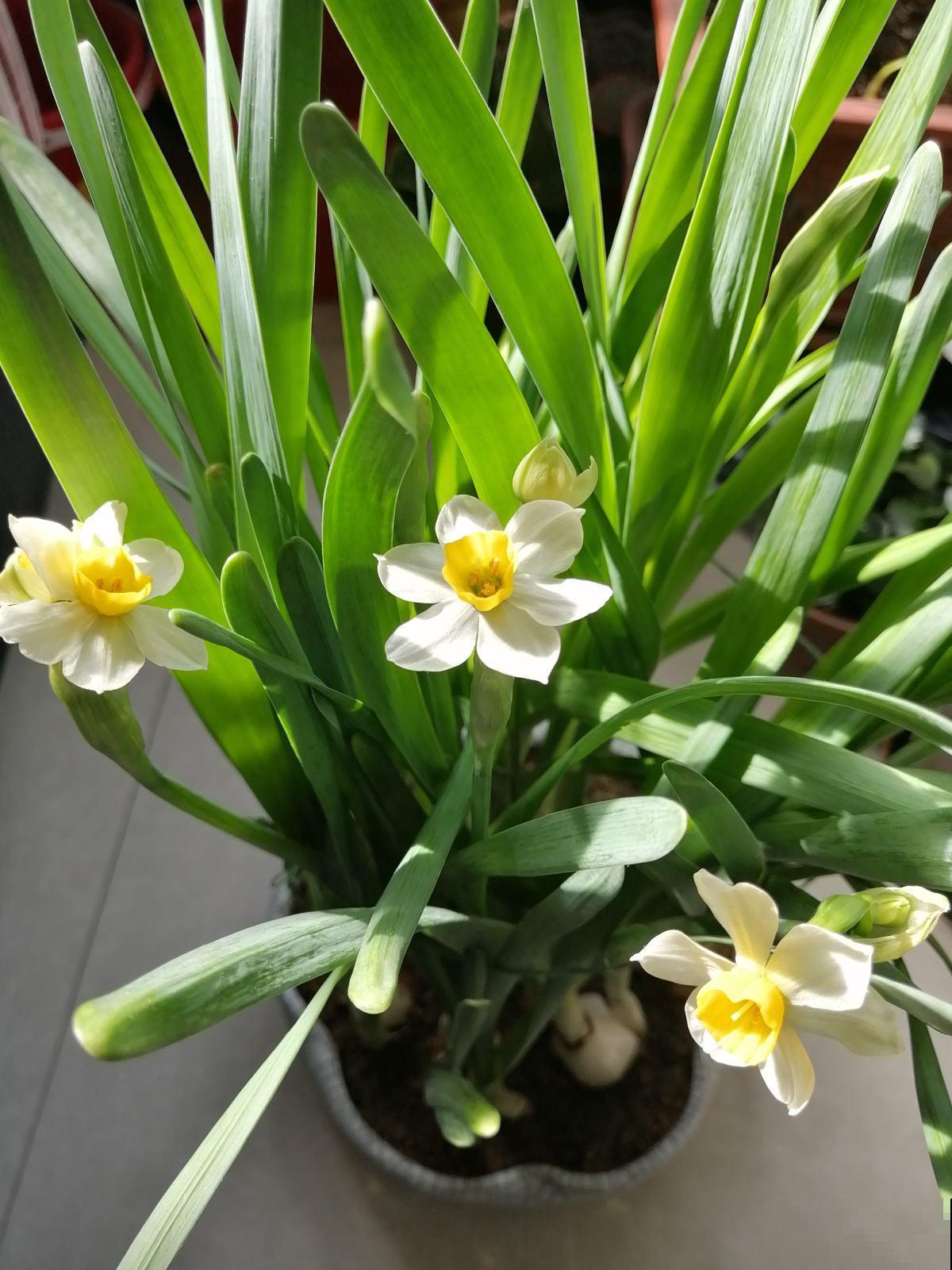 能净化空气的4种花,春天养正合适,还省了香水钱 能净化空气的4种花,春天养正合适,还省了香水钱