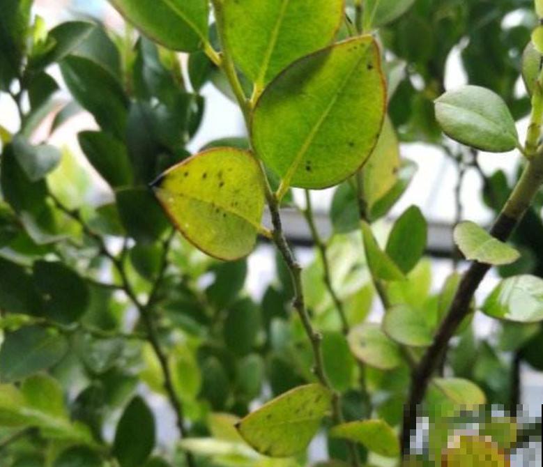 花高价买的小叶紫檀,到家哗哗掉叶子,究竟为啥? 花高价买的小叶紫檀,到家哗哗掉叶子,究竟为啥?