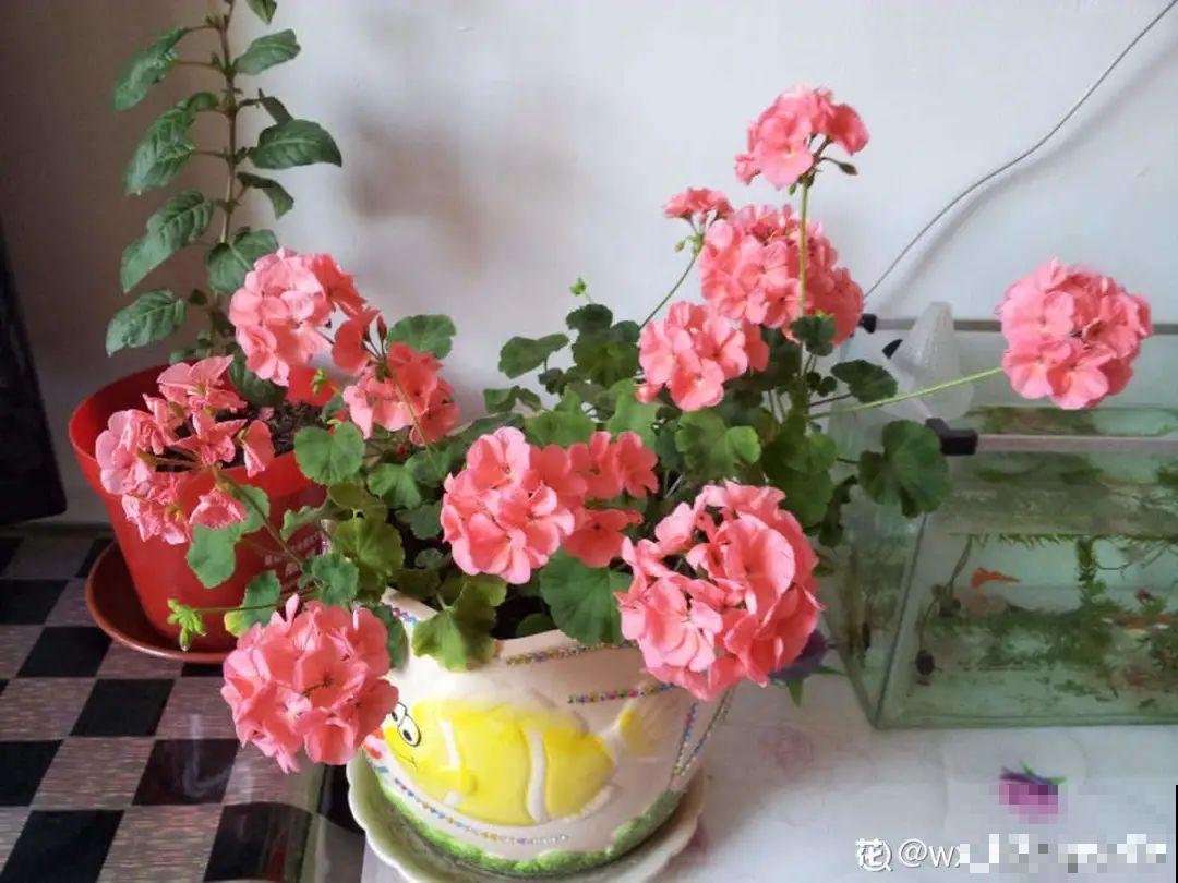 君子兰喝点油,爆花效果好,年年开出大花球 君子兰喝点油,爆花效果好,年年开出大花球