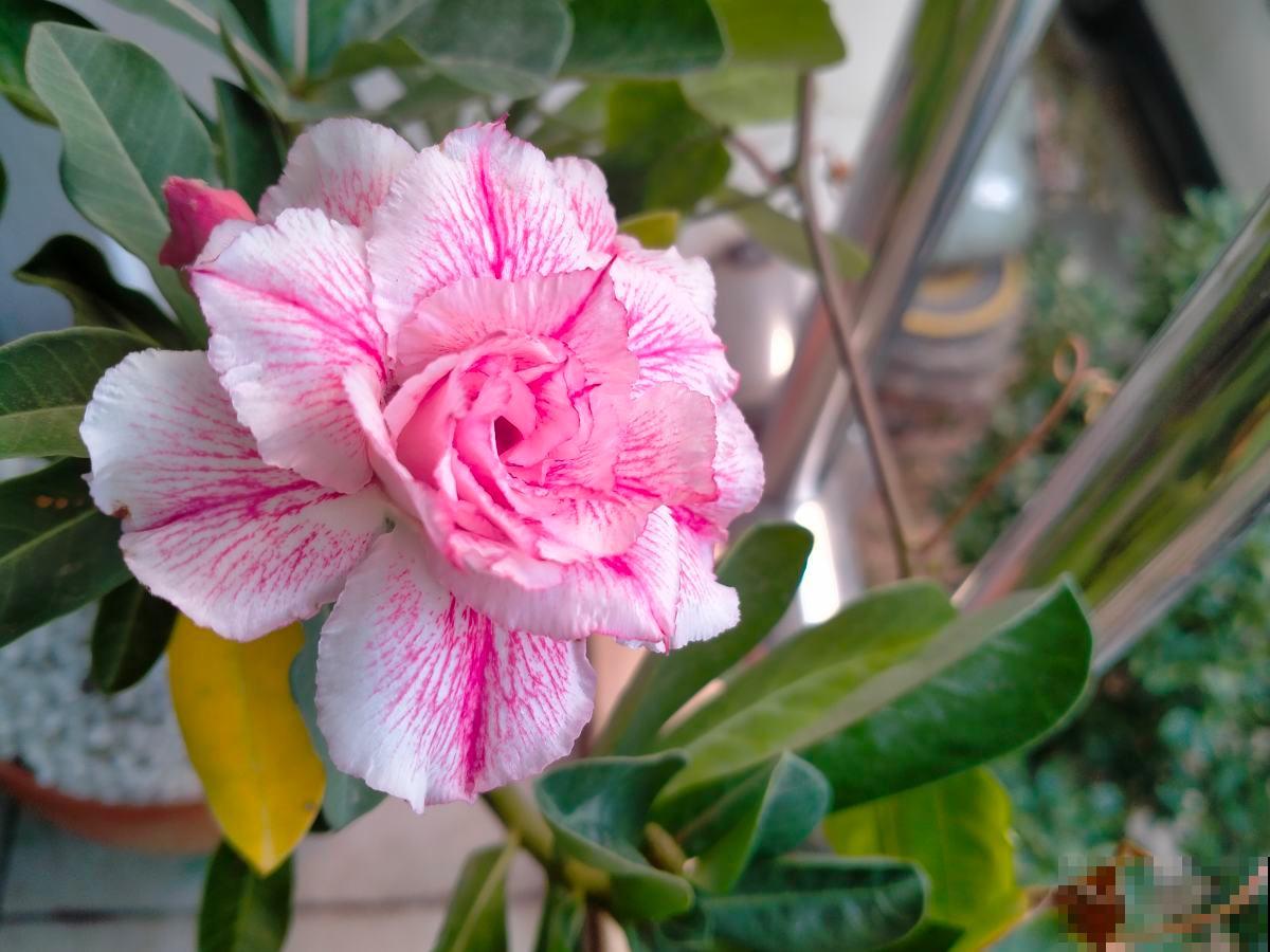 适合“粗养”的植物，适合工作忙的人养，不浇水反而开爆盆